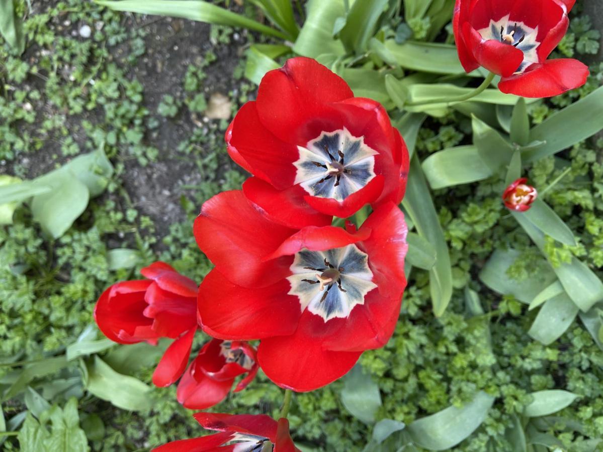 Au Jardin De La Basilique *